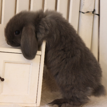 animal_image