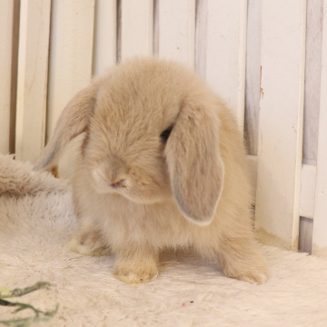 animal_image