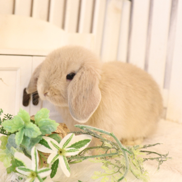 animal_image