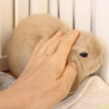animal_image