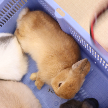 animal_image