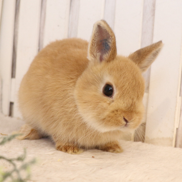 animal_image