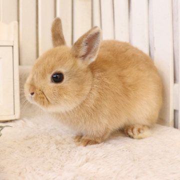 animal_image