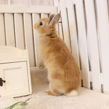 animal_image
