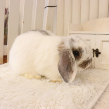 animal_image