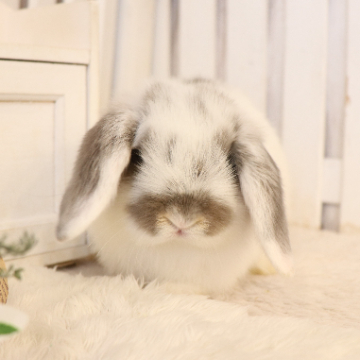 animal_image
