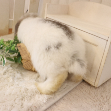 animal_image