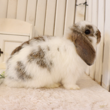 animal_image