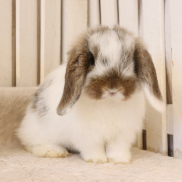 animal_image