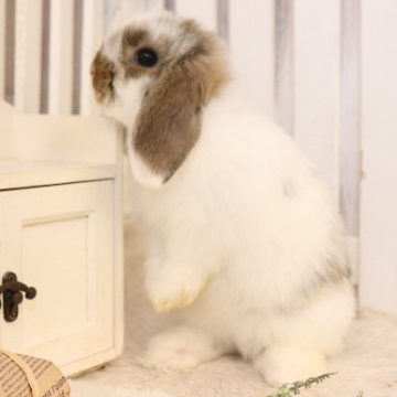 animal_image