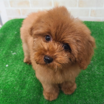 animal_image