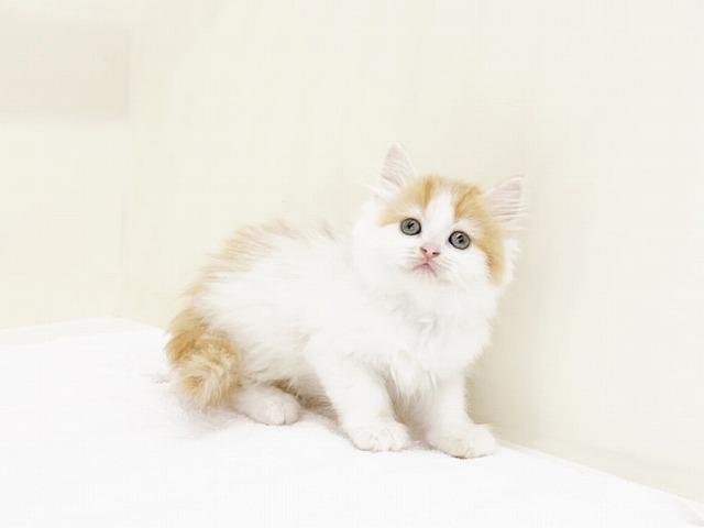 animal_image