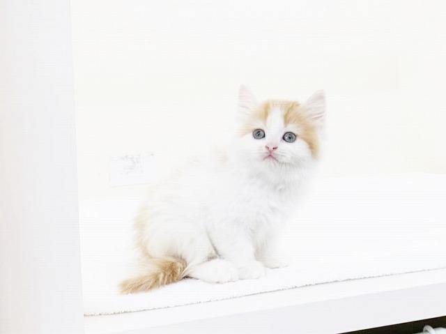 animal_image