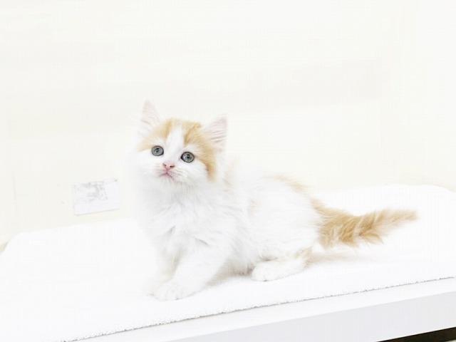 animal_image