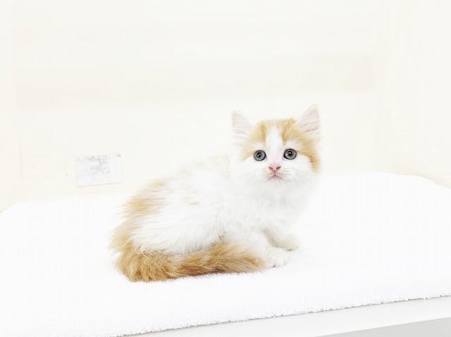 animal_image