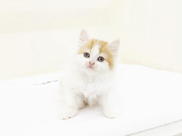 animal_image