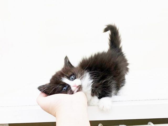 animal_image