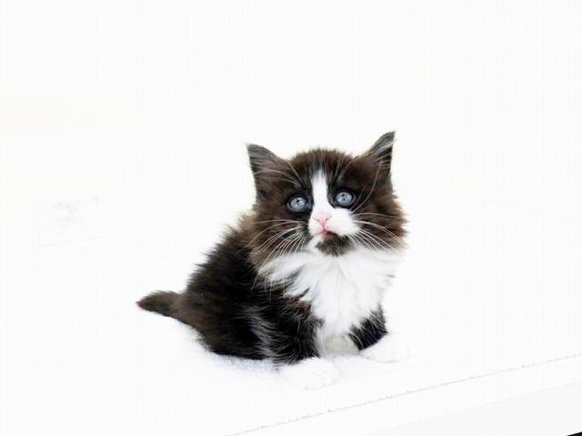 animal_image