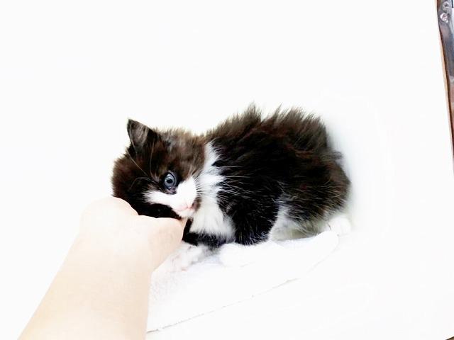 animal_image
