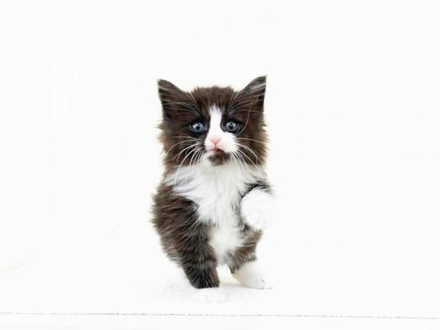 animal_image
