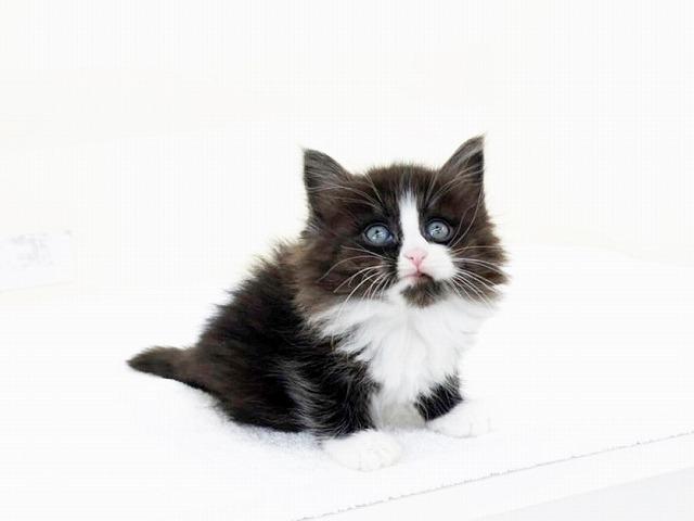 animal_image