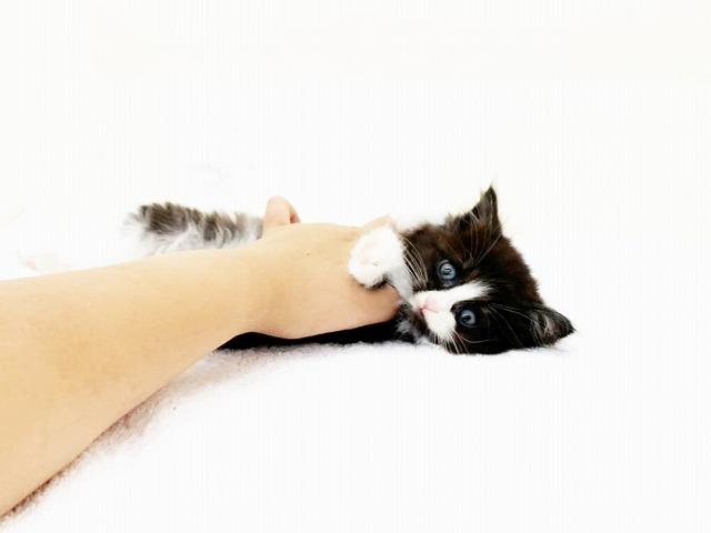 animal_image