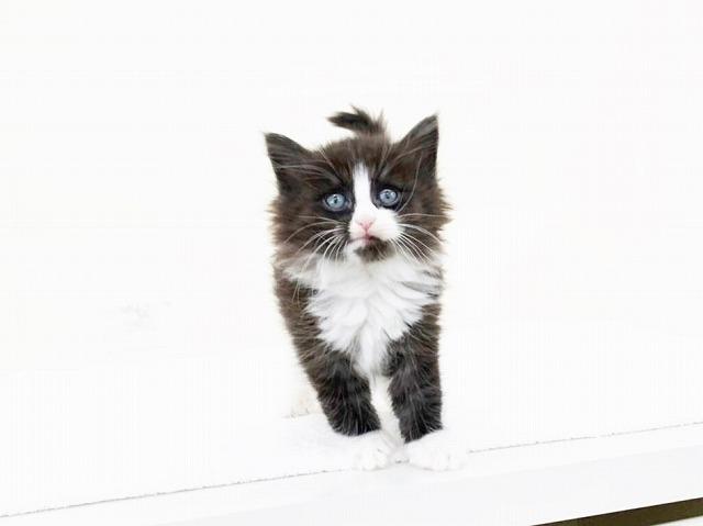 animal_image
