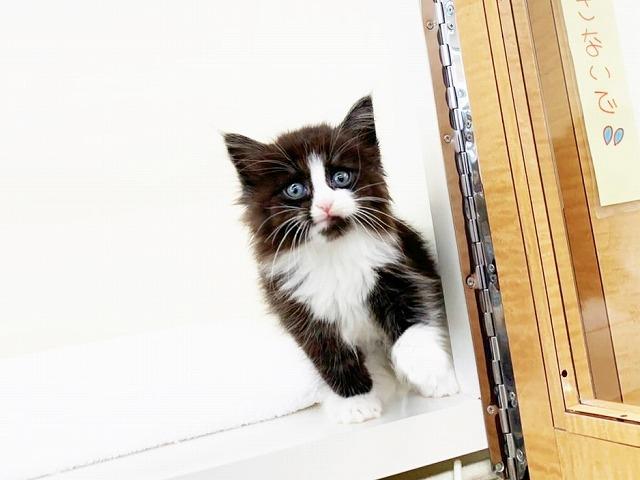 animal_image