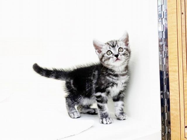 animal_image
