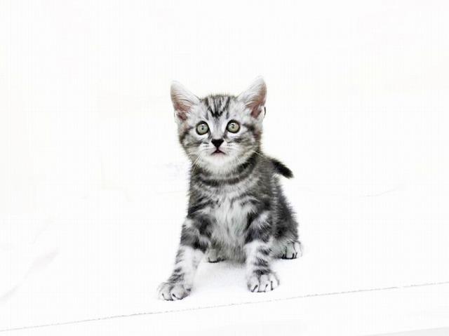 animal_image