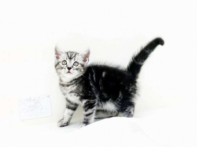 animal_image