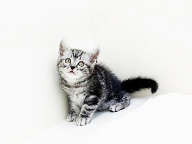 animal_image