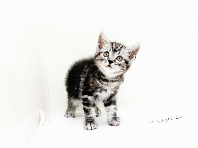 animal_image