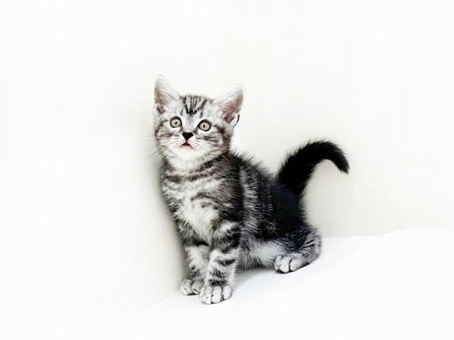 animal_image