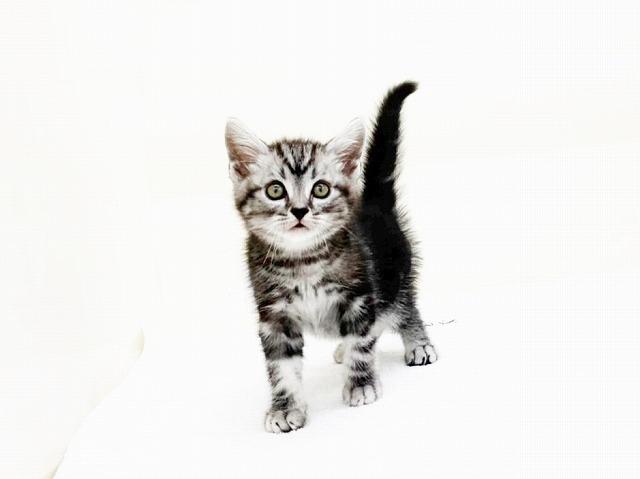 animal_image