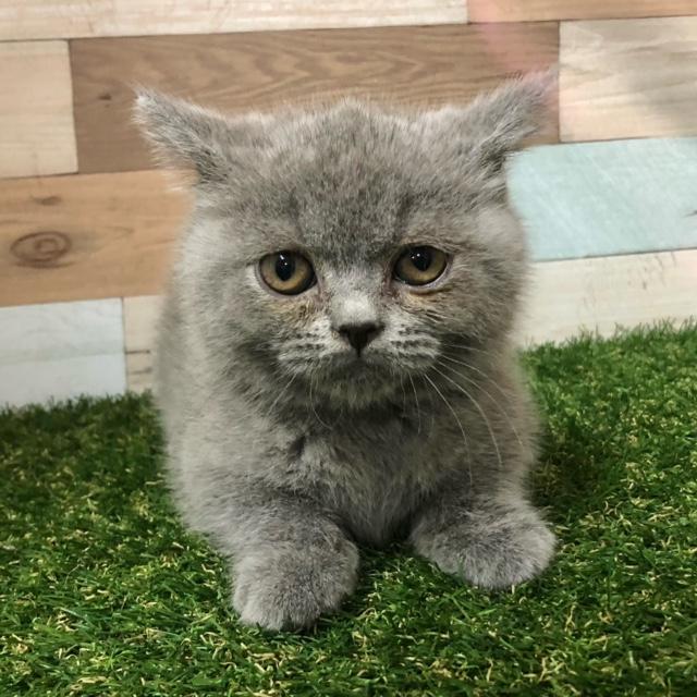 animal_image