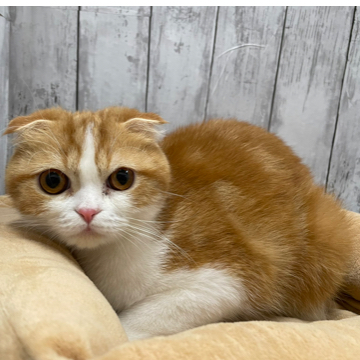 animal_image