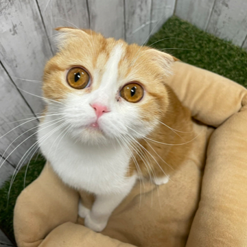 animal_image