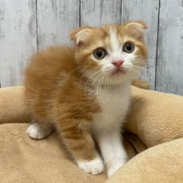 animal_image