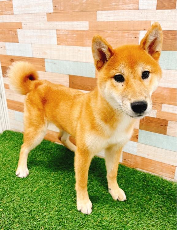 animal_image