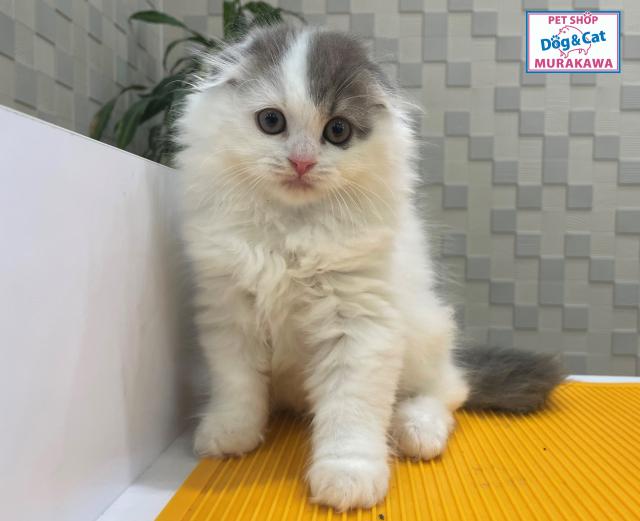 animal_image
