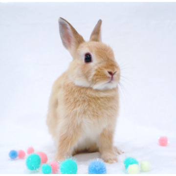animal_image