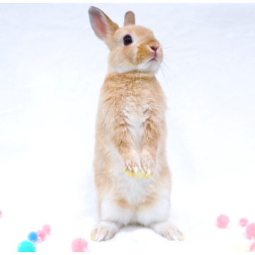 animal_image