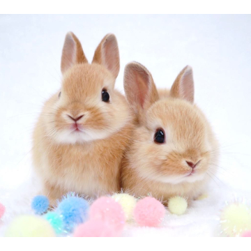 animal_image