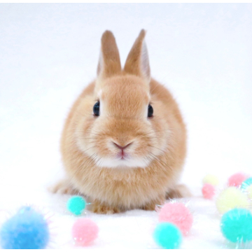 animal_image