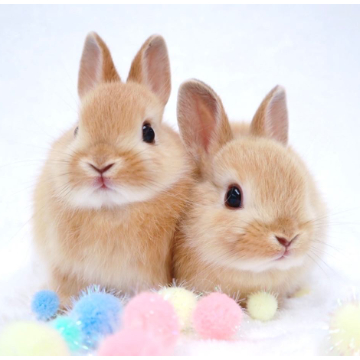 animal_image