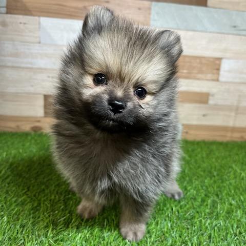 animal_image