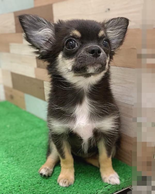 animal_image