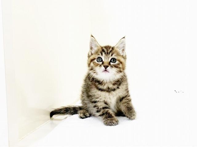 animal_image
