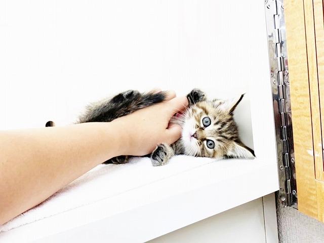 animal_image